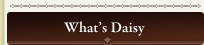 What�fs Daisy/���m ����s �G�X�e�T���� �����p�}�b�T�[�W �t�b�g�P�A �{�f�B